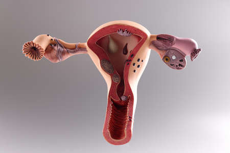 Model of the female reproductive system on gray backgroundの写真素材
