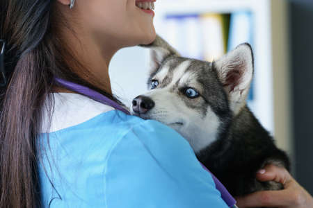 Veterinarian woman smile and hold cute puppy husky on handsの写真素材