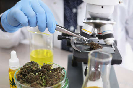 Scientist take dried cannabis with tweezer tool and put under microscopeの写真素材