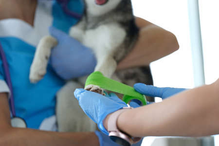 Dog pet in vet, veterinarian put bandage on dogs paw after injury, ache pawの写真素材