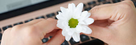 Female hold blooming daisy flower over open laptopの写真素材