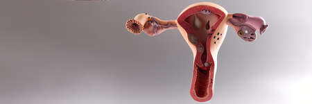 Model of the female reproductive system on gray backgroundの写真素材