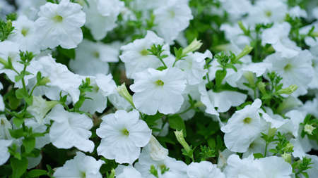 White petunia flowers growing in garden closeup background