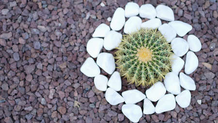 Green round cactus among white stones top view background