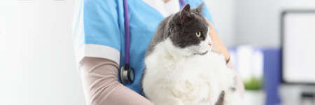 Veterinarian hold cat, female taking care of pets, professional vet doctor
