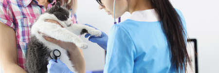 Female owner hold cat on hands, veterinarian examine domestic pet with stethoscopeの写真素材