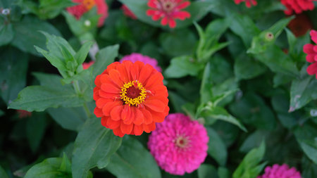 Delicate orange gerbera flower in summer gardenの写真素材