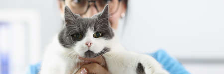 Woman veterinarian holding fluffy cat in clinic closeup