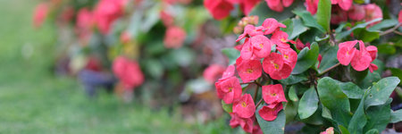 Bougainvillea flower for pink purple red backgroundの写真素材