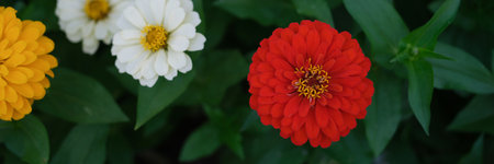 Red white yellow flowers on green garden bed in summerの写真素材