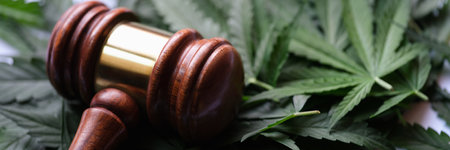 Gavel of judge lying on green leaves of marijuana closeupの写真素材