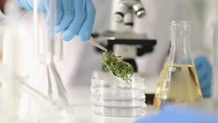 Cannabis buds are examined under microscope and hemp oilの写真素材