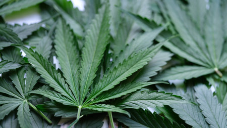 CBD background green cannabis flowers closeupの写真素材