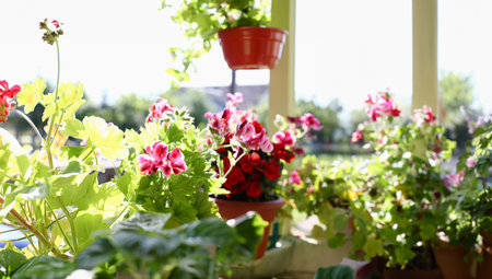 Flowers in pots on the balcony window sill window spring background