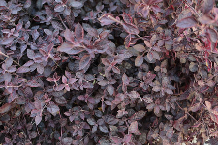 Explore Vibrant Dark Purple Leaves for gardens, enhancing outdoor spaces with stunning beautyの写真素材