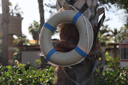 A Lifebuoy is beautifully Hanging on a Palm Tree, surrounded by vibrant Tropical Vibesの写真素材