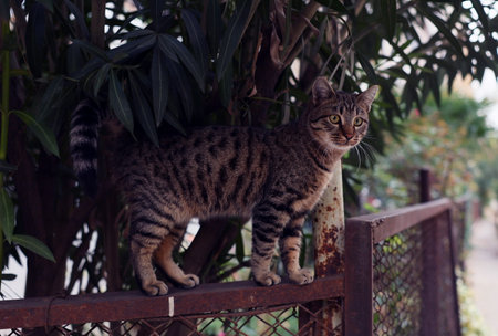 A Spotted Cat Is Gracefully Perched on a Garden Fence Surrounded by Lush, Greenery