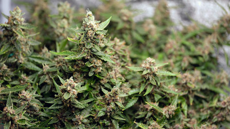 A Stunning CloseUp Look at Healthy Cannabis Plants That Are Currently in Blooming Stageの写真素材