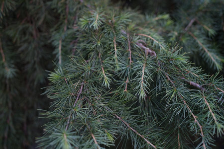 A CloseUp View of Evergreen Needles on a Branch, Capturing Their Intricate Details and Beauty