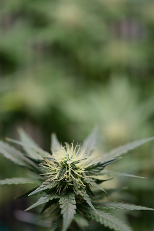 A detailed closeup view of a Cannabis Plant thriving in a welllit greenhouse environment