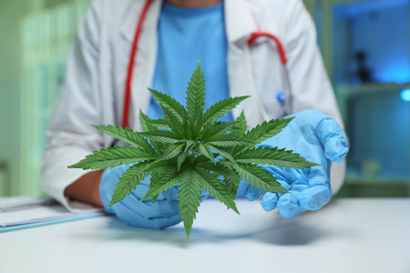 A doctor is holding a cannabis plant within a medical setting for educational purposesの写真素材