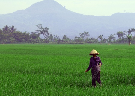 farmer spreading fertilizer      のeditorial素材