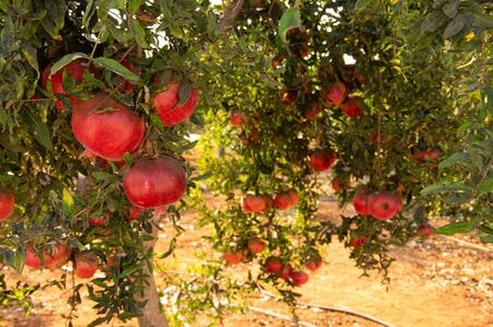 Red ripe pomegranate fruits on tree. Taken in Cyprus villageの写真素材