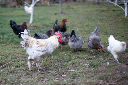 incubator chickens in Russiaの写真素材