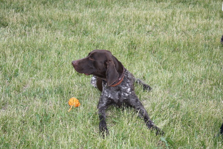 World Dog Show in Moscowの写真素材