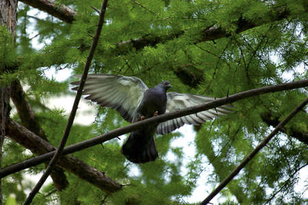 bird of freedomの写真素材