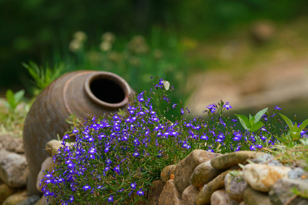 Flowers and potの写真素材