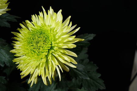 Chrysanthemumの写真素材