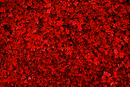 red swardの写真素材