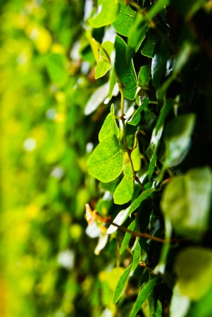 The Green wallの写真素材