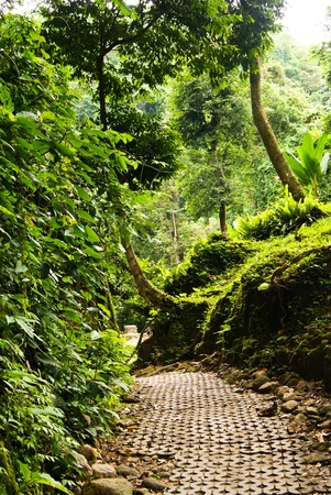 Stone walkway winding in natureの写真素材