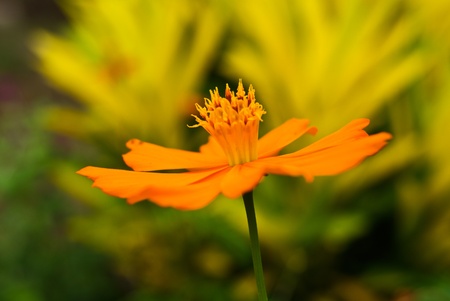 Beautiful Floral の写真素材