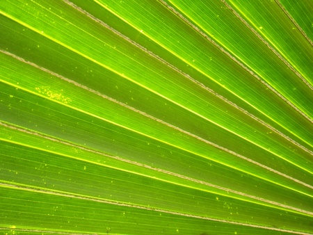 Green leaf background textureの写真素材