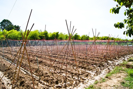 Vegetable plotの写真素材