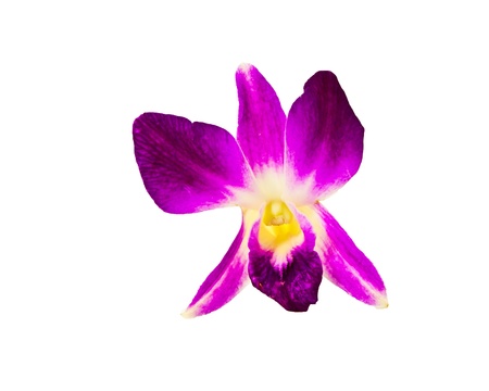 purple orchid isolated on a white background の写真素材