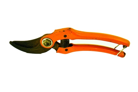 Old scissors to cut the branches on white