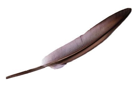 Feather isolated on white background の写真素材