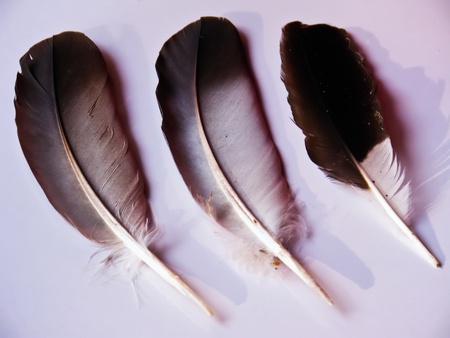 Three feather isolated on white background の写真素材
