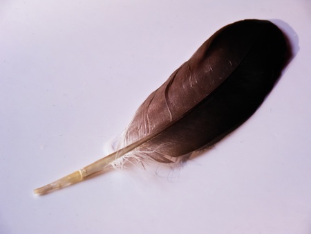 Feather isolated on white background の写真素材