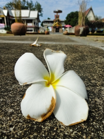 White laentm flowers on the groundの写真素材