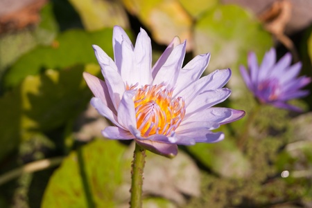 Close-up of Beautiful Purple lotus, Thailandの写真素材