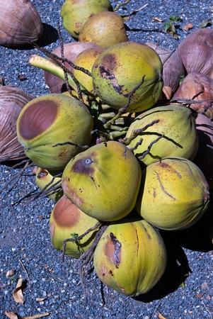 Clusters of freen coconuts の写真素材