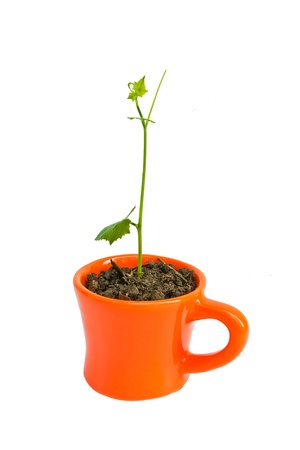 Young tree in pot orangeの写真素材