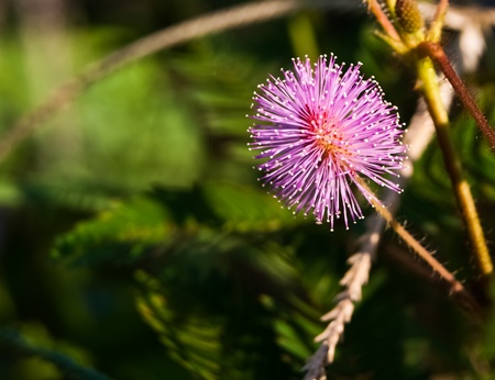 Purple flowerの写真素材