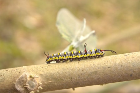 Worm on a stickの写真素材