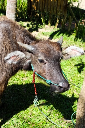 Buffalo standing on the grassの写真素材